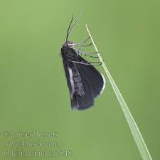 Attēlu rezultāti vaicājumam “Odezia atrata”