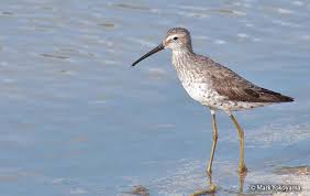 Image result for Calidris himantopus