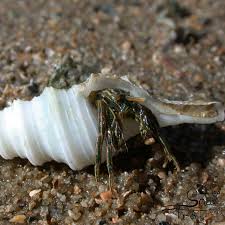 Attēlu rezultāti vaicājumam “Krynickillus melanocephalus”