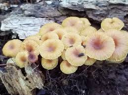 Attēlu rezultāti vaicājumam “Xeromphalina campanella”