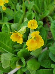 Image result for Primula veris