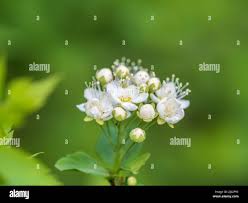 Attēlu rezultāti vaicājumam “Spiraea chamaedryfolia flower”
