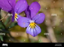 Attēlu rezultāti vaicājumam “Viola tricolor subsp. curtisii bud”