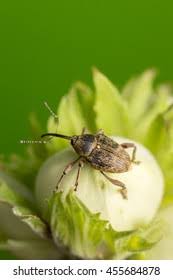 Attēlu rezultāti vaicājumam “Curculio nucum”