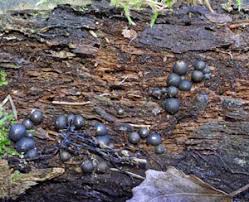 Attēlu rezultāti vaicājumam “Lycogala sphaeroconicum”