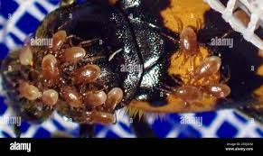 Attēlu rezultāti vaicājumam “Poecilochirus sp.”