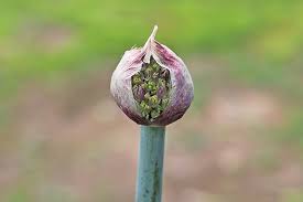 Attēlu rezultāti vaicājumam “Allium holandicum bud”