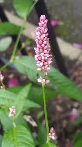 Attēlu rezultāti vaicājumam “Persicaria maculosa”
