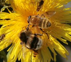 Attēlu rezultāti vaicājumam “Arctophila superbiens”