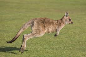 Image result for Reading Kangaroos