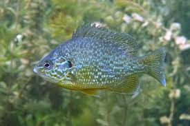 Image result for Lepomis gibbosus