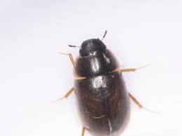 Attēlu rezultāti vaicājumam “Enochrus affinis”