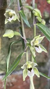 Attēlu rezultāti vaicājumam “Epipactis helleborine”