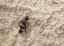 Attēlu rezultāti vaicājumam “Mutilla europaea”