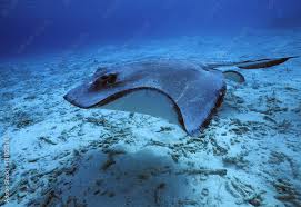 Image result for Dasyatis pastinaca