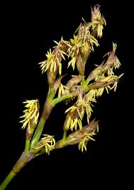 Attēlu rezultāti vaicājumam “Carex dioica male flower”