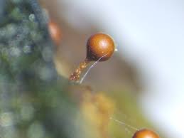 Attēlu rezultāti vaicājumam “Trichia erecta”