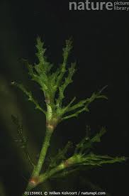 Attēlu rezultāti vaicājumam “Najas marina”