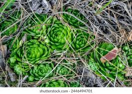 Attēlu rezultāti vaicājumam “Jovibarba globifera bud”