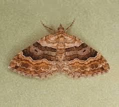 Attēlu rezultāti vaicājumam “Xanthorhoe quadrifasiata”