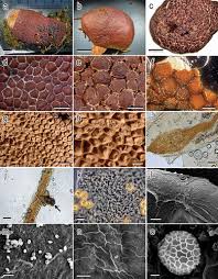 Attēlu rezultāti vaicājumam “Amaurochaete atra young”
