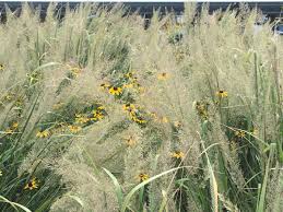 Attēlu rezultāti vaicājumam “Calamagrostis canescens fruit”