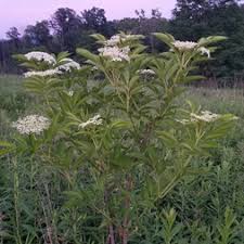 Attēlu rezultāti vaicājumam “Adoxaceae”