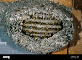 Attēlu rezultāti vaicājumam “Vespula germanica”