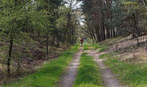 Image result for Abinger Forest Riding Club