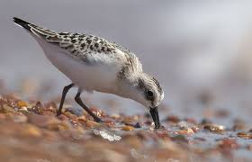 Attēlu rezultāti vaicājumam “Calidris alba”