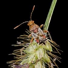 Attēlu rezultāti vaicājumam “Rhopalus maculatus”