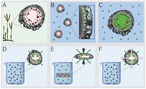 Attēlu rezultāti vaicājumam “Lycogala botrydium spores”