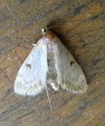 Attēlu rezultāti vaicājumam “Parapoynx stratiotata male”