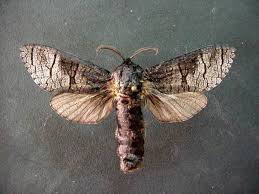 Attēlu rezultāti vaicājumam “Lamellocossus terebra”