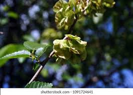 Attēlu rezultāti vaicājumam “Ulmus glabra flower”