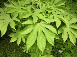 Attēlu rezultāti vaicājumam “Kalopanax septemlobus”