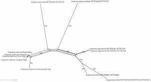 Attēlu rezultāti vaicājumam “Scapania lingulata”