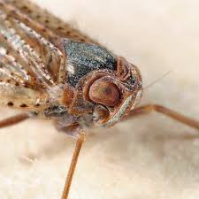 Attēlu rezultāti vaicājumam “Cixius sp.”