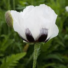 Attēlu rezultāti vaicājumam “Papaver”