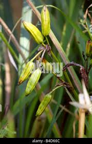 Attēlu rezultāti vaicājumam “Iris pseudacorus fruit”