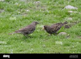 Attēlu rezultāti vaicājumam “Anthus petrosus adult”