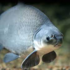 Image result for Ictiobus bubalus