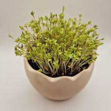 Image result for Gartenkresse