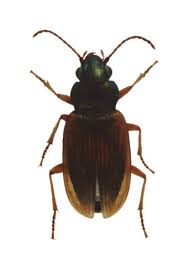 Attēlu rezultāti vaicājumam “Paramesus obtusifrons”