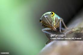 Attēlu rezultāti vaicājumam “Cicadella viridis”