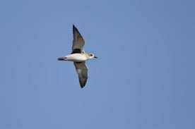 Attēlu rezultāti vaicājumam “Pluvialis squatarola adult”