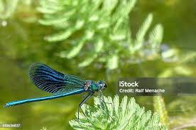 Attēlu rezultāti vaicājumam “Calopteryx splendens”