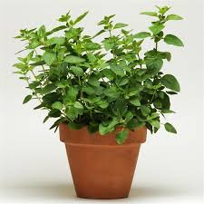 Image result for Oregano