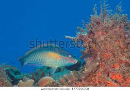 Image result for Scarus taeniopterus