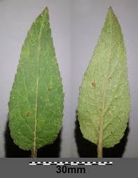 Attēlu rezultāti vaicājumam “Campanula rapunculoides leaf”